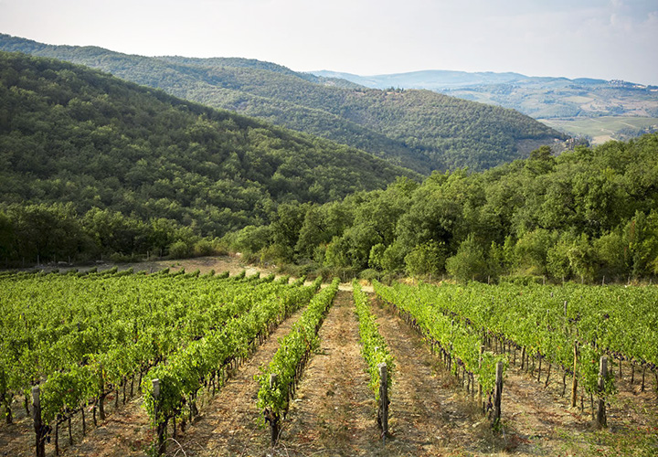 montefalco wineries near me, montefalco wine tasting near me, montefalco winery near me